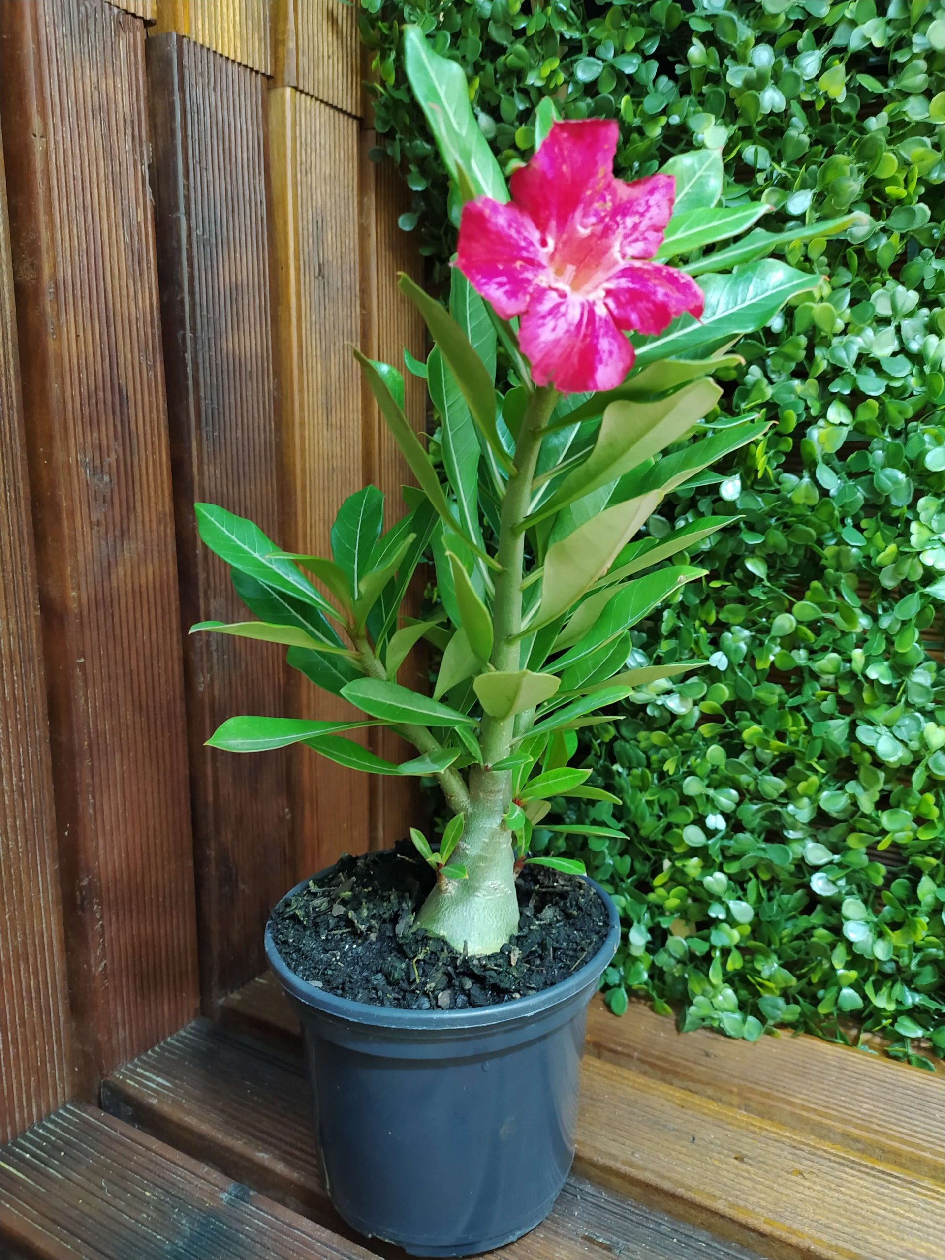 Muda Adulta Rosa do Deserto (Adenium Obesum) Pote 15 - Imagem 2