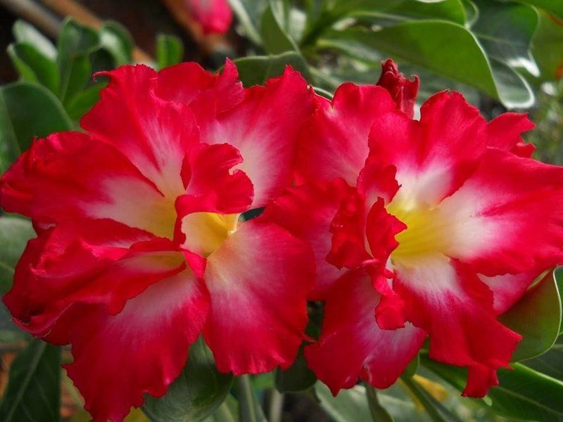 Muda Adulta Rosa do Deserto (Adenium Obesum) Pote 15 - Imagem 7