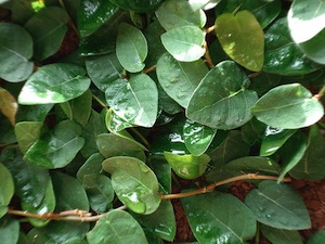 Unha de Gato Trepadeira (ficus pumila) no Saquinho — foto 2