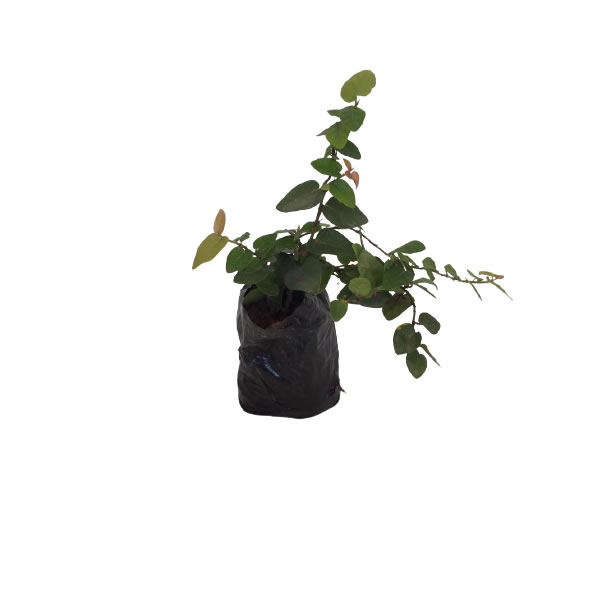 Unha de Gato Trepadeira (ficus pumila) no Saquinho — foto 5