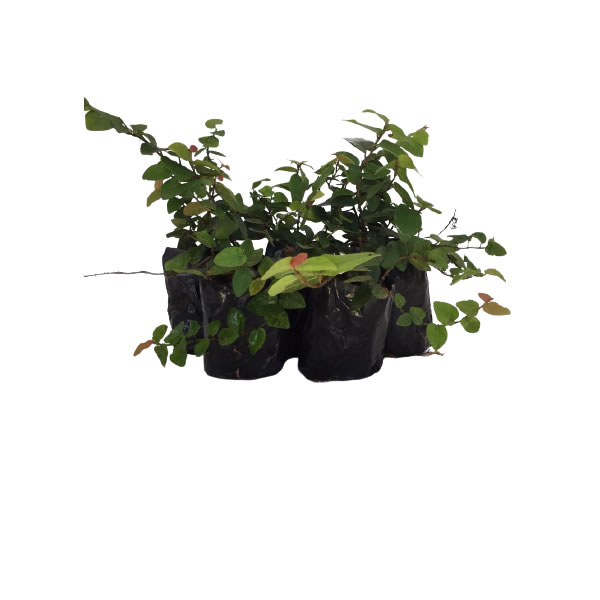 Unha de Gato Trepadeira (ficus pumila) no Saquinho
