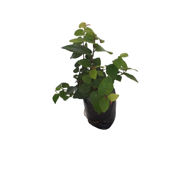 Unha de Gato Trepadeira (ficus pumila) no Saquinho — foto 6