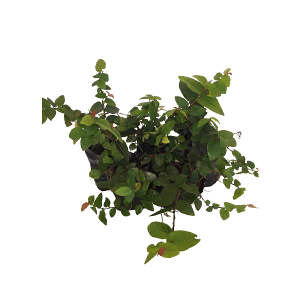 Unha de Gato Trepadeira (ficus pumila) no Saquinho — foto 7