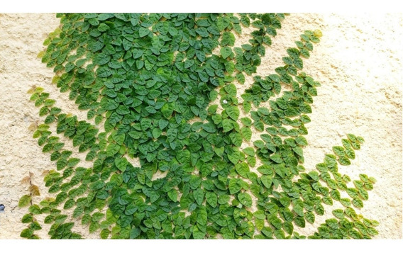 Unha de Gato Trepadeira (ficus pumila) no Saquinho — foto 3