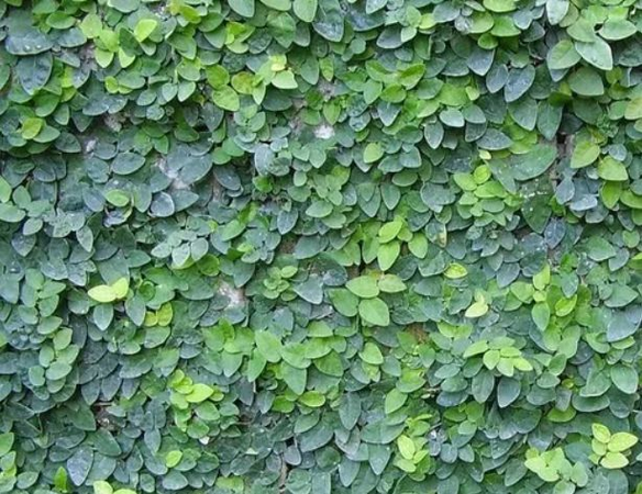 Unha de Gato Trepadeira (ficus pumila) no Saquinho — foto 8