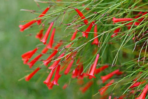 2 Mudas Flor-de-coral – Russelia Vermelha (Equisetiformis) - Imagem 7