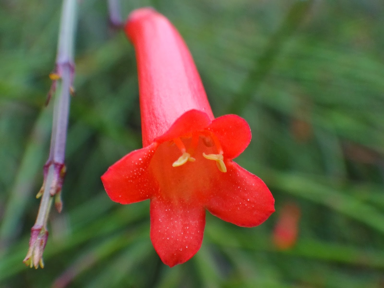 2 Mudas Flor-de-coral – Russelia Vermelha (Equisetiformis) - Imagem 2