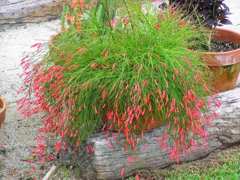2 Mudas Flor-de-coral – Russelia Vermelha (Equisetiformis) - Imagem 4