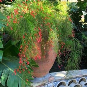 2 Mudas Flor-de-coral – Russelia Vermelha (Equisetiformis)