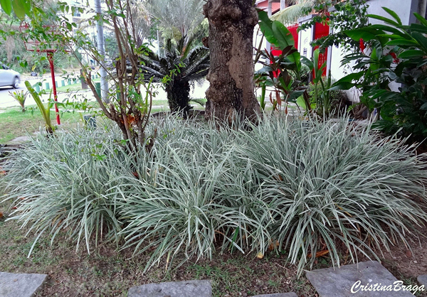 Barba De Serpente Liriope mudas Raiz Nua Espécie:Verde - Imagem 4