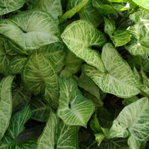 Singônio – Syngonium podophyllum - Cuia 21