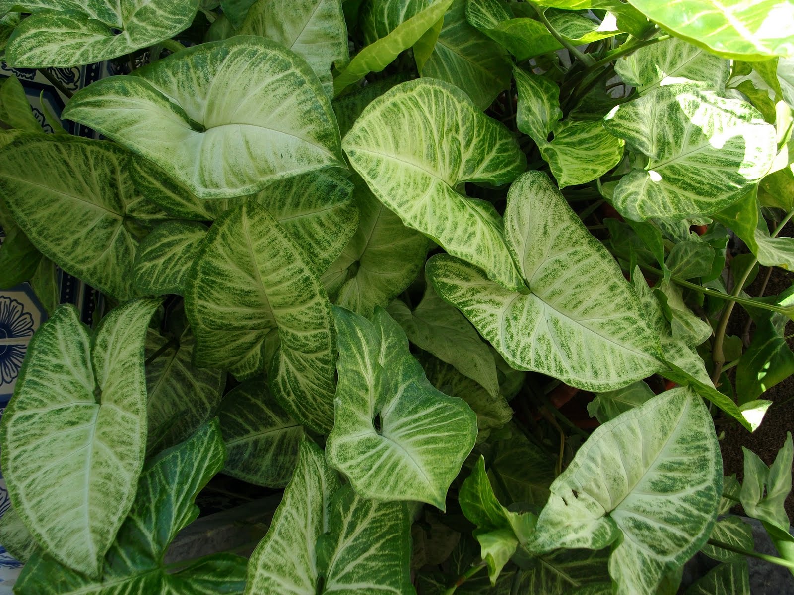 10 Mudas Singônio – Syngonium podophyllum no Saquinho - Imagem 3
