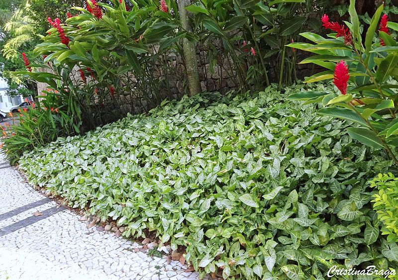 10 Mudas Singônio – Syngonium podophyllum no Saquinho - Imagem 4
