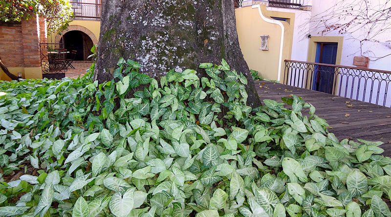 Singônio – Syngonium podophyllum - Cuia 21 - Imagem 3