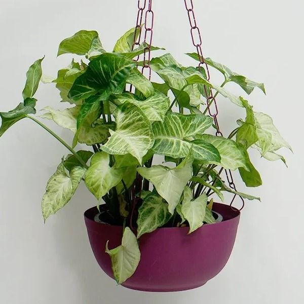 Singônio – Syngonium podophyllum - Cuia 21 - Imagem 4