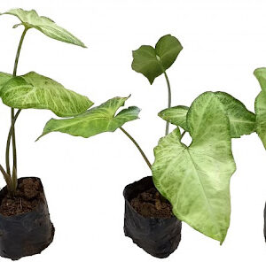 5 Mudas Singônio – Syngonium podophyllum no Saquinho