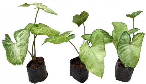 Singônio – Syngonium podophyllum - Cuia 21 - Imagem 5