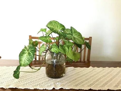 Singônio – Syngonium podophyllum - Cuia 21 - Imagem 6
