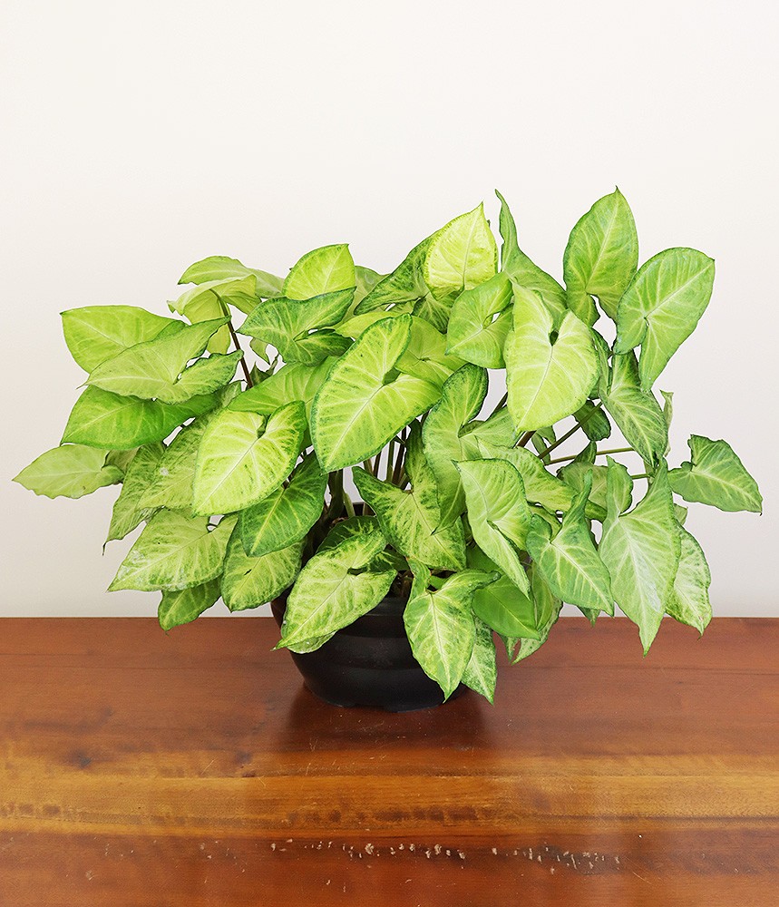 Singônio – Syngonium podophyllum - Cuia 21 - Imagem 7