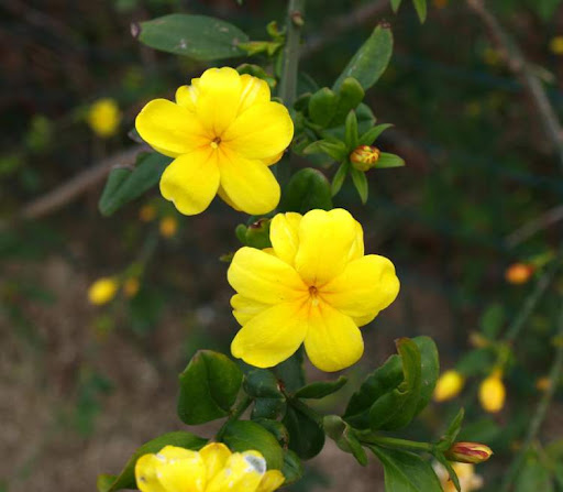 Jasmim Amarelo - Jasminum Mesnyi - 10 Mudas no Saquinho — foto 7