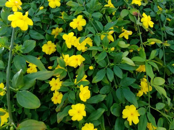 Jasmim Amarelo - Jasminum Mesnyi - 10 Mudas no Saquinho — foto 6