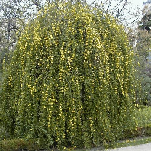 Jasmim Amarelo - Jasminum Mesnyi - 10 Mudas no Saquinho — foto 4