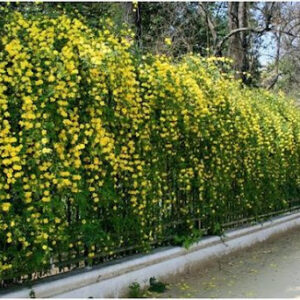 Jasmim Amarelo - Jasminum Mesnyi - 2 Mudas no Saquinho