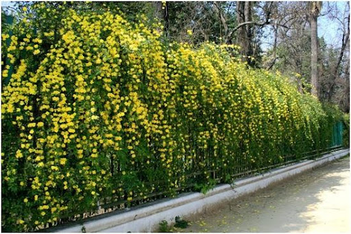 Jasmim Amarelo - Jasminum Mesnyi - 10 Mudas no Saquinho — foto 2