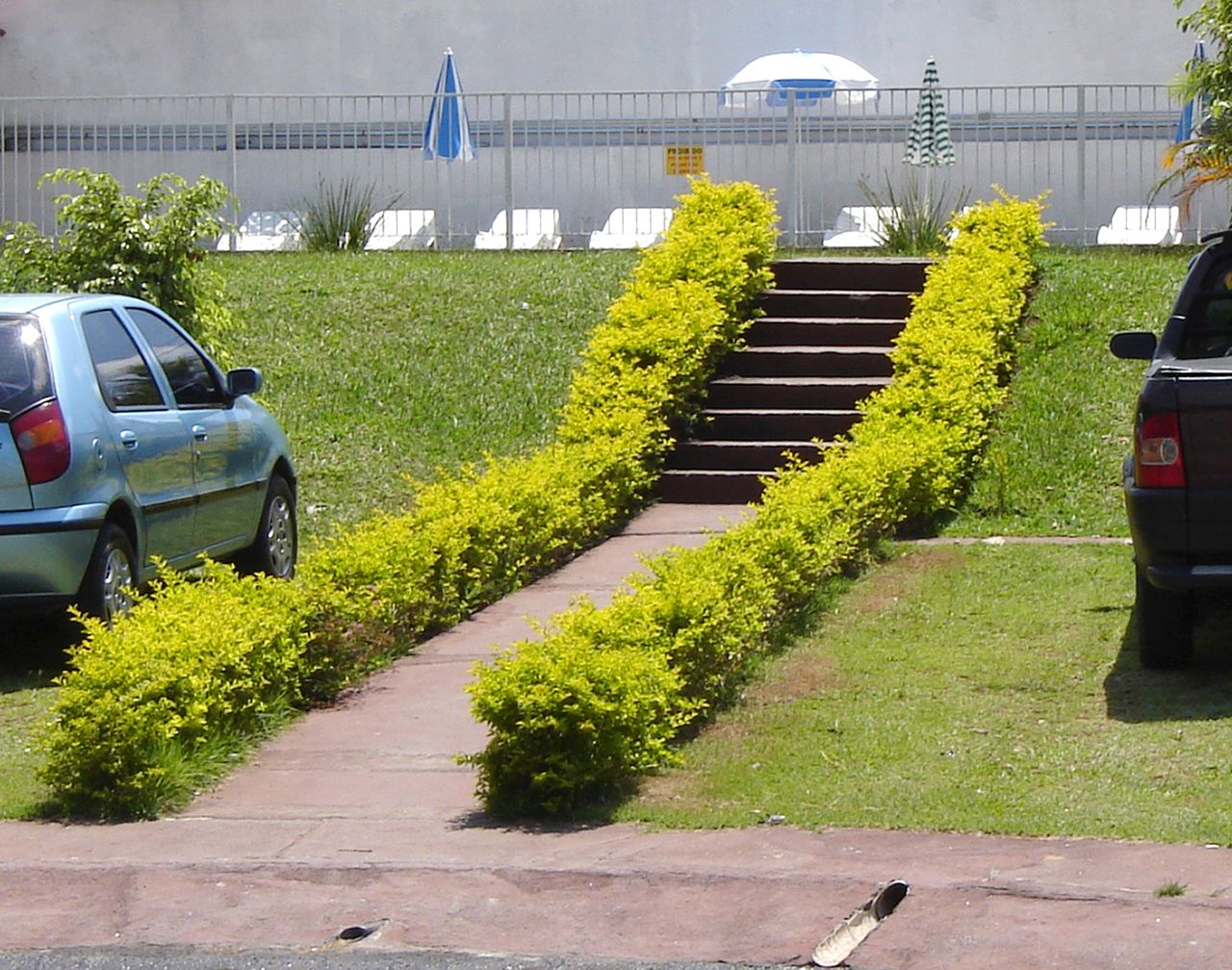 10 Mudas Pingo de Ouro, Duranta, Violeteira Dourada - Imagem 3