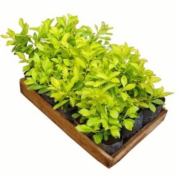 10 Mudas Pingo de Ouro, Duranta, Violeteira Dourada - Imagem 2