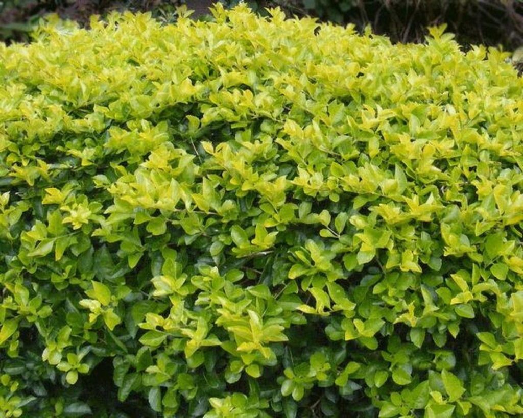 Pingo de Ouro, Duranta, Violeteira Dourada