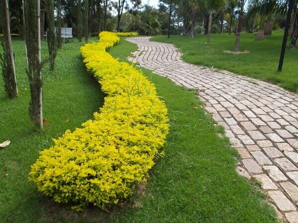 10 Mudas Pingo de Ouro, Duranta, Violeteira Dourada - Imagem 5