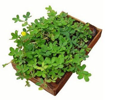 10 Mudas Grama Amendoim - Arachis Repens no Saquinho - Imagem 2