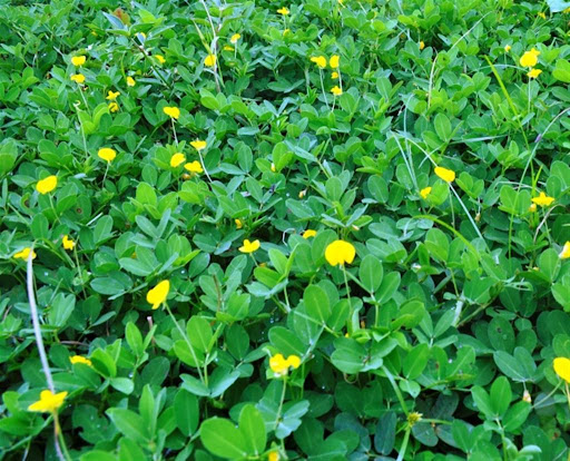 10 Mudas Grama Amendoim - Arachis Repens no Saquinho
