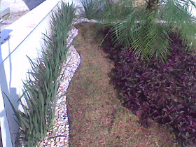 Emigrafis Colorata - Hera Crespa - Mudas no Saquinho - Imagem 6