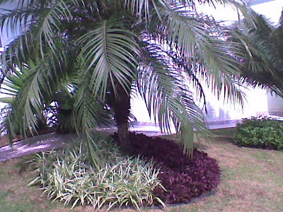 Emigrafis Colorata - Hera Crespa - Mudas no Saquinho - Imagem 4