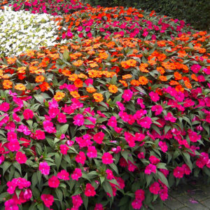 5 Mudas Flor Sunpatiens Cores Diversas no Saquinho