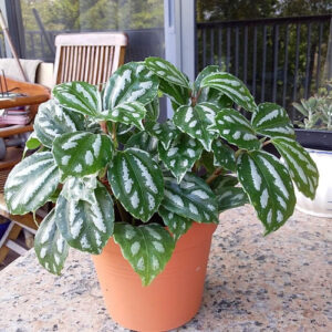 2 Mudas Pileia Alumínio (Pilea Cadierei) Mudas no Pote 11