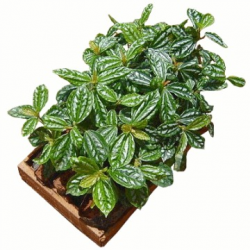 Pileia Alumínio (Pilea Cadierei) Mudas no Saquinho - Imagem 2