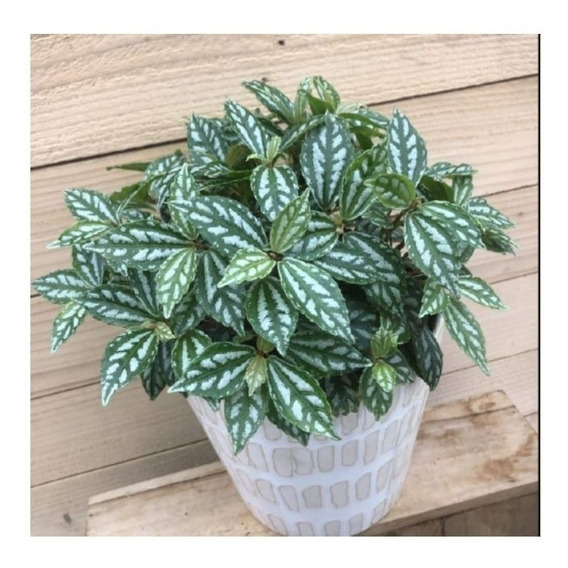 Pileia Alumínio (Pilea Cadierei) Mudas no Saquinho - Imagem 5