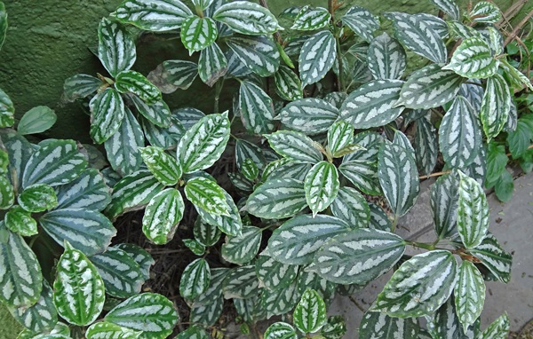2 Mudas Pileia Alumínio (Pilea Cadierei) Mudas no Pote 11 - Imagem 3
