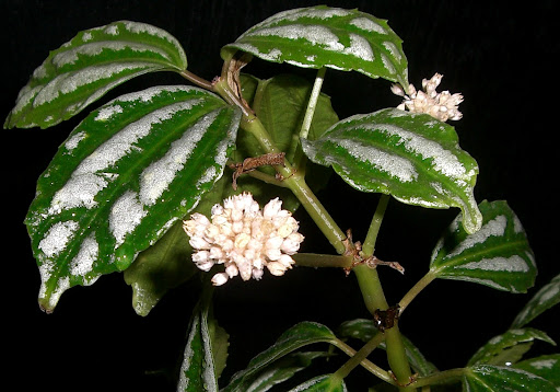 Pileia Alumínio (Pilea Cadierei) Mudas no Saquinho - Imagem 7