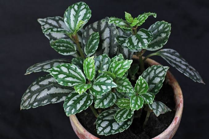 Pileia Alumínio (Pilea Cadierei) Mudas no Saquinho - Imagem 8