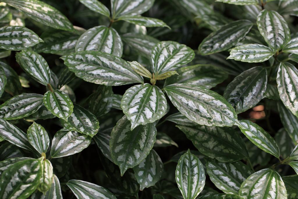 Pileia Alumínio (Pilea Cadierei) Mudas no Saquinho