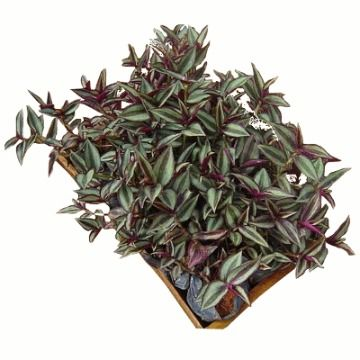Lambari Zebrina - Tradescantia Zebrina - no Saquinho - Imagem 3