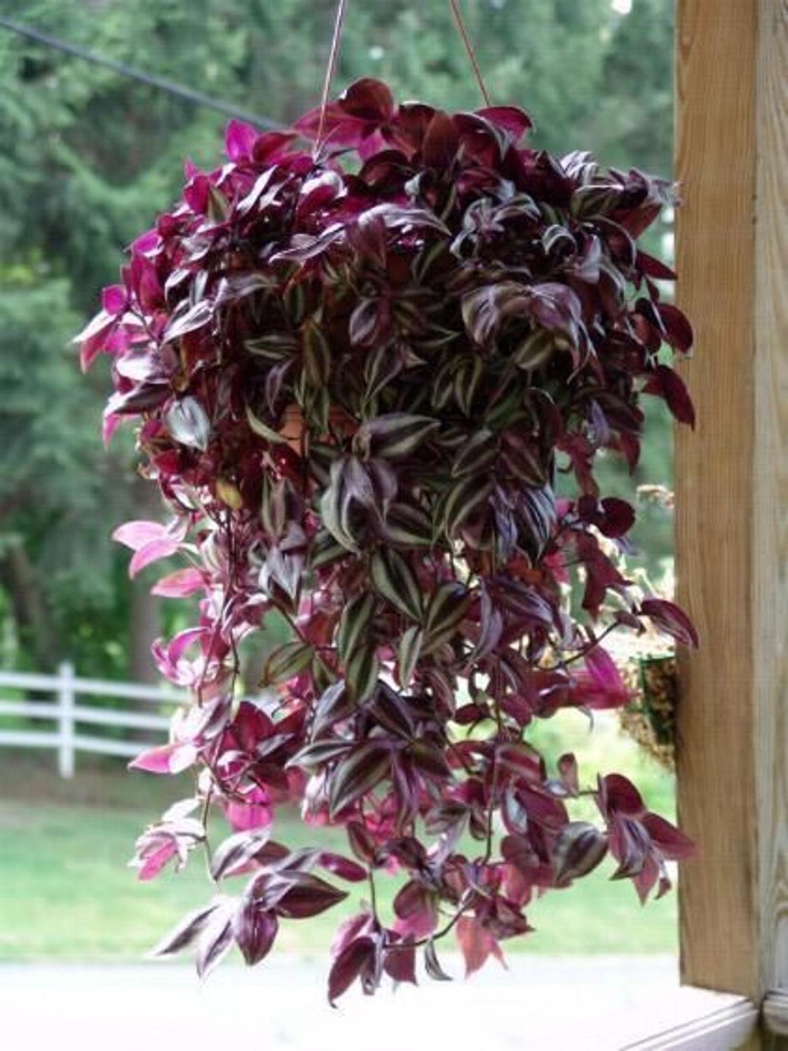 Lambari Zebrina - Tradescantia Zebrina - no Saquinho - Imagem 5