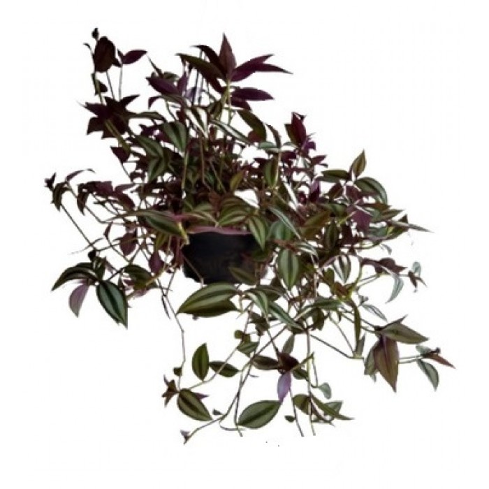 Lambari Zebrina - Tradescantia Zebrina - no Saquinho - Imagem 6