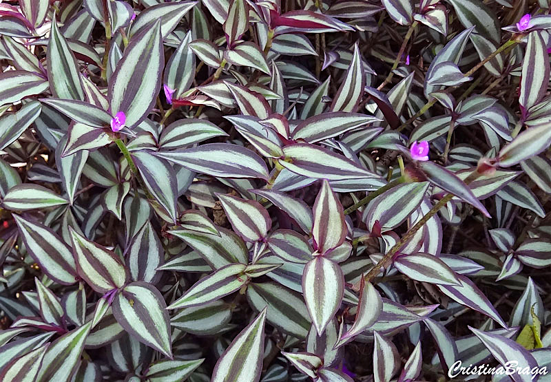 Lambari Zebrina - Tradescantia Zebrina - no Saquinho - Imagem 2