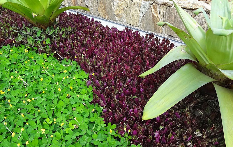 Lambari Zebrina - Tradescantia Zebrina - no Saquinho - Imagem 4