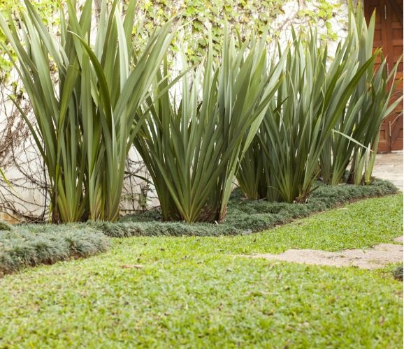 Formio Verde Phormium Tenax PT 24